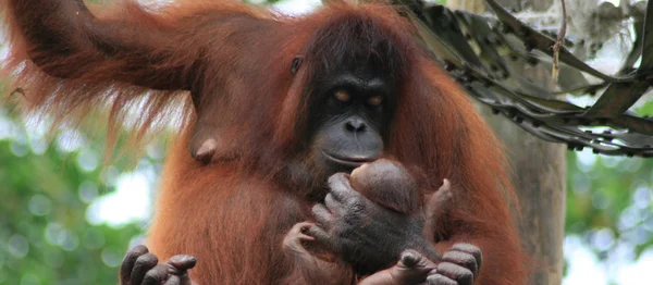 Orang-oetan moeder en baby — Stockfoto