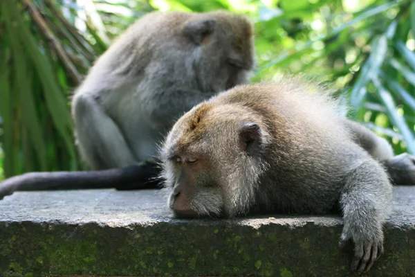 Mono macaco relajante — Foto de Stock