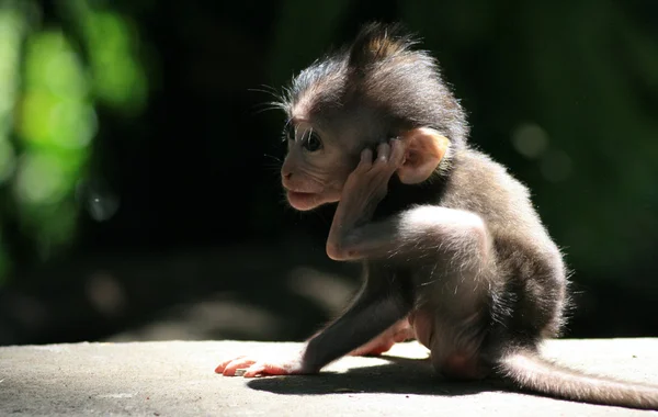 Bebé mono macaco — Foto de Stock