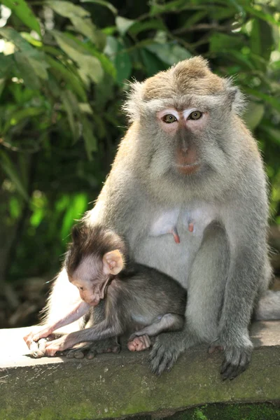 Macaco madre con niño — Foto de Stock