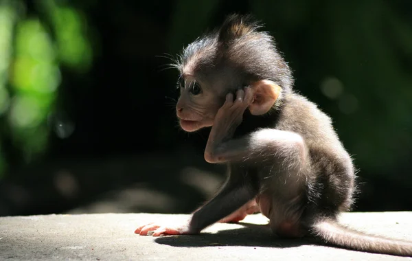 Bebé mono macaco Imagen de archivo