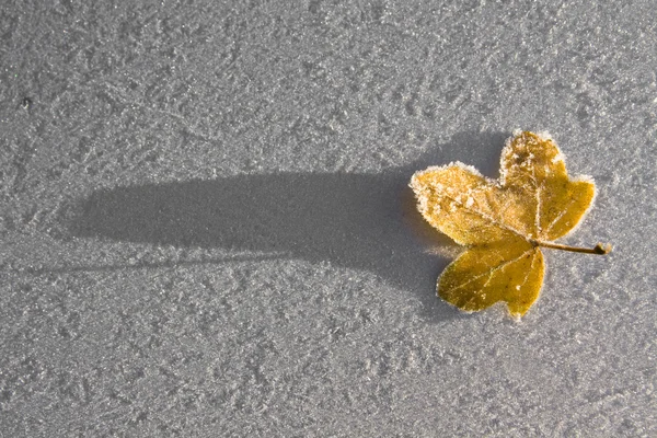 Eingefrorenes Blatt bildende Kunst — Stockfoto