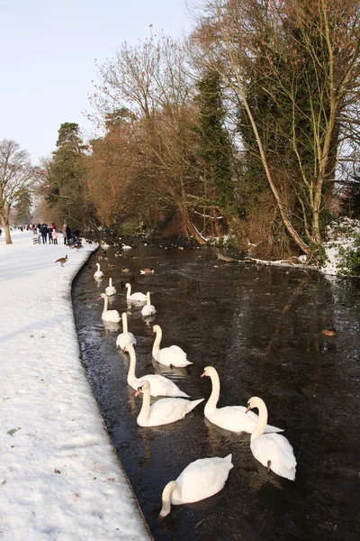 Cisnes en invierno —  Fotos de Stock