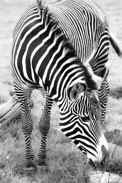 Close up de Zebra comendo em pastagens — Fotografia de Stock