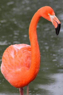 Suda pembe flamingo