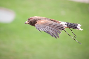 Aguila cazando tr pleno vuelo