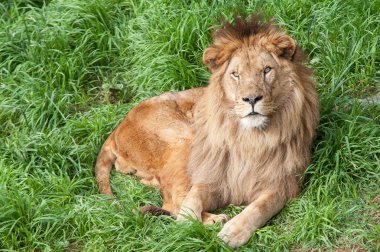 El rey de la selva