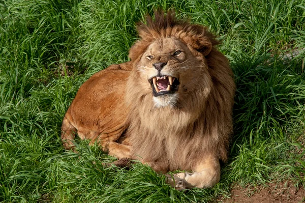 El león ruge furioso . — Foto de Stock