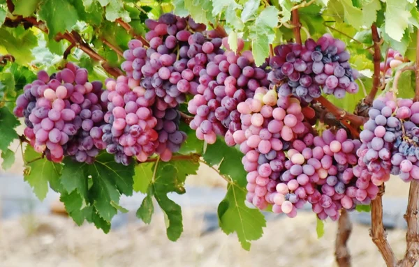 Friss kék szőlő — Stock Fotó