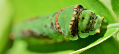 Kral Page Swallowtail Caterpillar