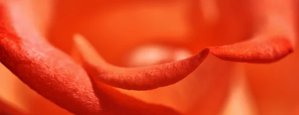 Erotic orange Rose — Stock Photo, Image