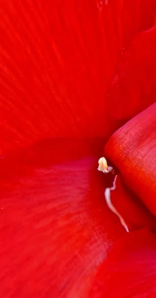 Красива Червона Лілія — стокове фото