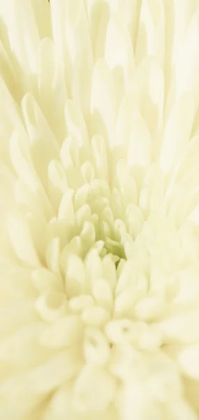 White Chrysanthemum blossom — Stock Photo, Image