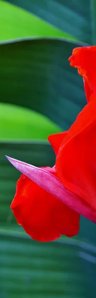 美丽的红百合 — 图库照片