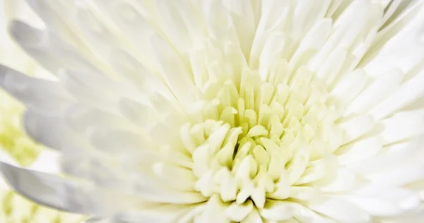 Flor de crisantemo blanco —  Fotos de Stock