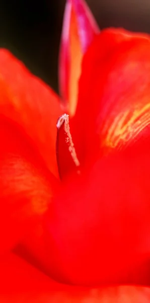 赤いユリの花びら — ストック写真