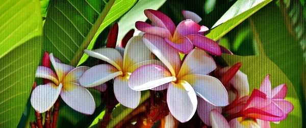 Roze frangipani bloesem — Stockfoto