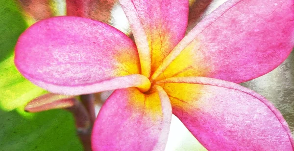 Pink Frangipani Blossom — Stock Photo, Image