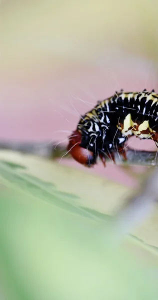 Caterpillar บนต้นไม้นิยาย — ภาพถ่ายสต็อก