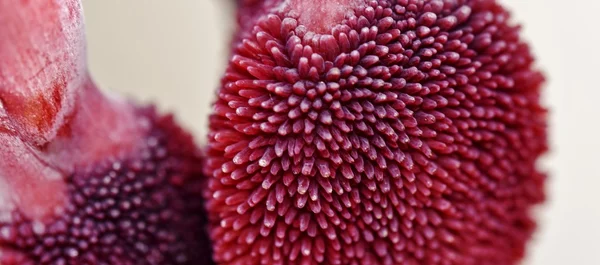 Семенные горшки Лили — стоковое фото