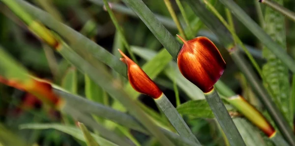 Herbe de bambou avec feuille brune — Photo