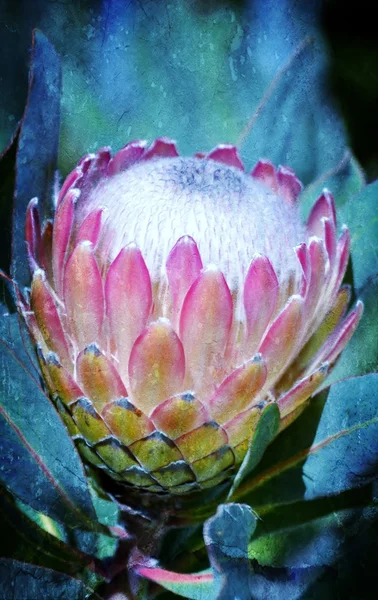 Pembe buz Protea — Stok fotoğraf