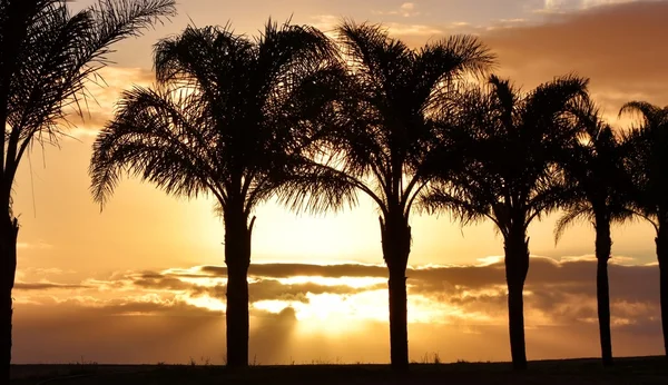 Lever de soleil avec palmiers — Photo