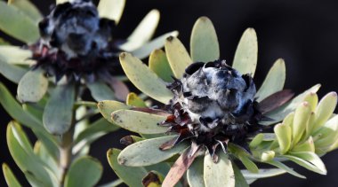 vahşi Protea çiçek