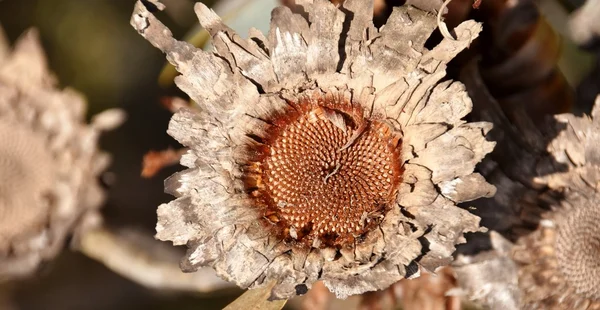Vahşi Protea yanmış — Stok fotoğraf
