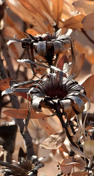 야생 Protea 탄 — 스톡 사진