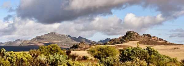Fynbos et montagnes — Photo