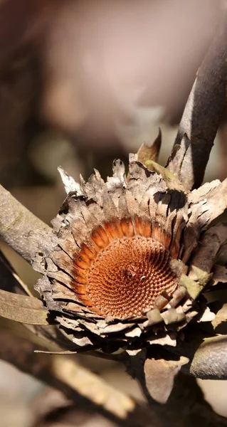 Vahşi Protea yanmış — Stok fotoğraf
