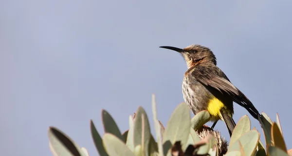 Vogel auf Protea — Stockfoto