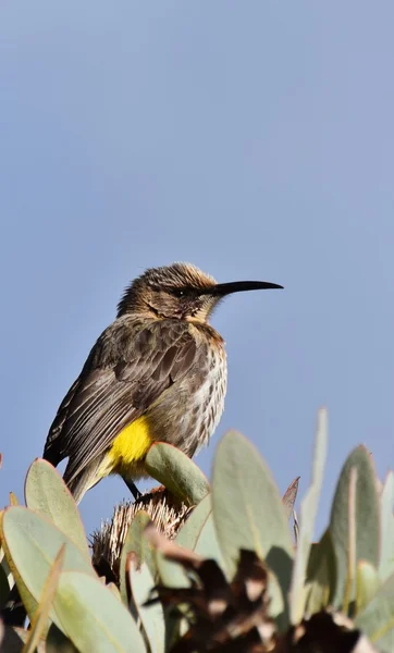Aves en Protea — Foto de Stock