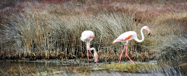 Flamingos ernähren sich weniger — Stockfoto