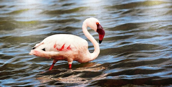 Weniger Flamingo-Fütterung — Stockfoto