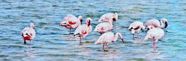 Flamencos Menores alimentándose — Foto de Stock