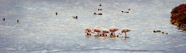 Flamingos ernähren sich weniger — Stockfoto