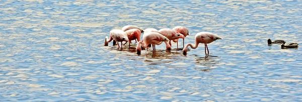 Flamencos Menores alimentándose — Foto de Stock