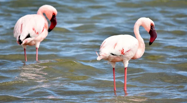 Menor alimentação Flamingos — Fotografia de Stock