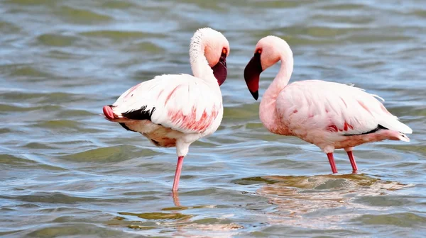 Flamingos ernähren sich weniger — Stockfoto