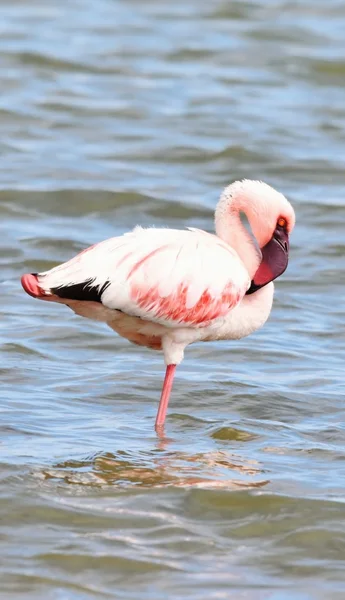 Kleiner Flamingo im Fluss — Stockfoto