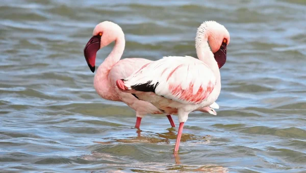 Кормление малых фламинго — стоковое фото