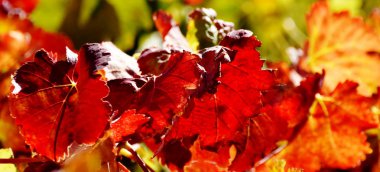 sonbahar renkleri şarap yapraklar