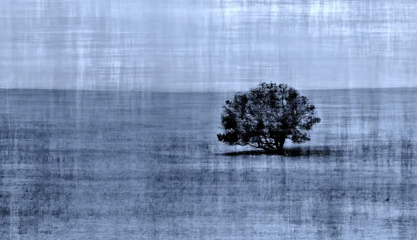 Baum auf trockenem Weizenfeld — Stockfoto