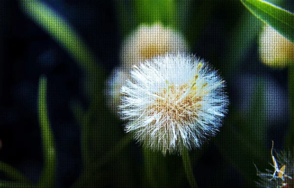 Karahindiba güneş ışığı — Stok fotoğraf