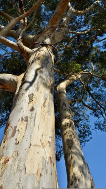 Okaliptüs ağacının ayrıntı