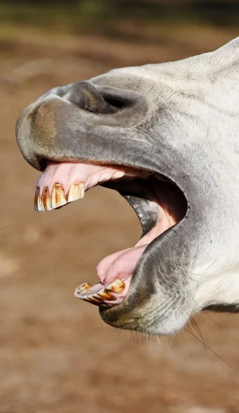 Laugh out loud — Stock Photo, Image