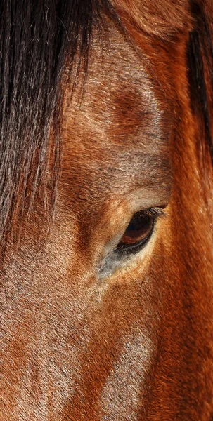 Konia wyświetleń dwa — Zdjęcie stockowe