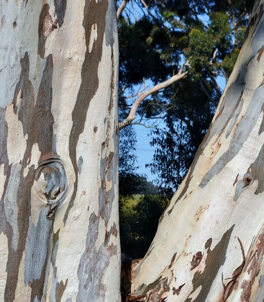 Detalhe da árvore de eucalipto — Fotografia de Stock